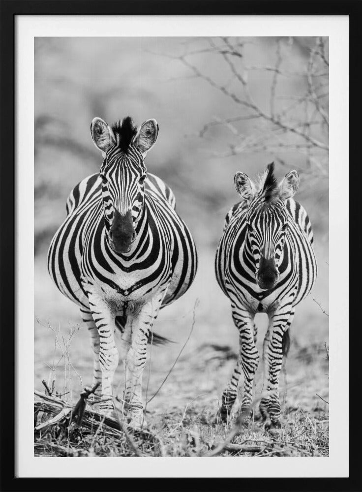Striped Horse Front On | Poster