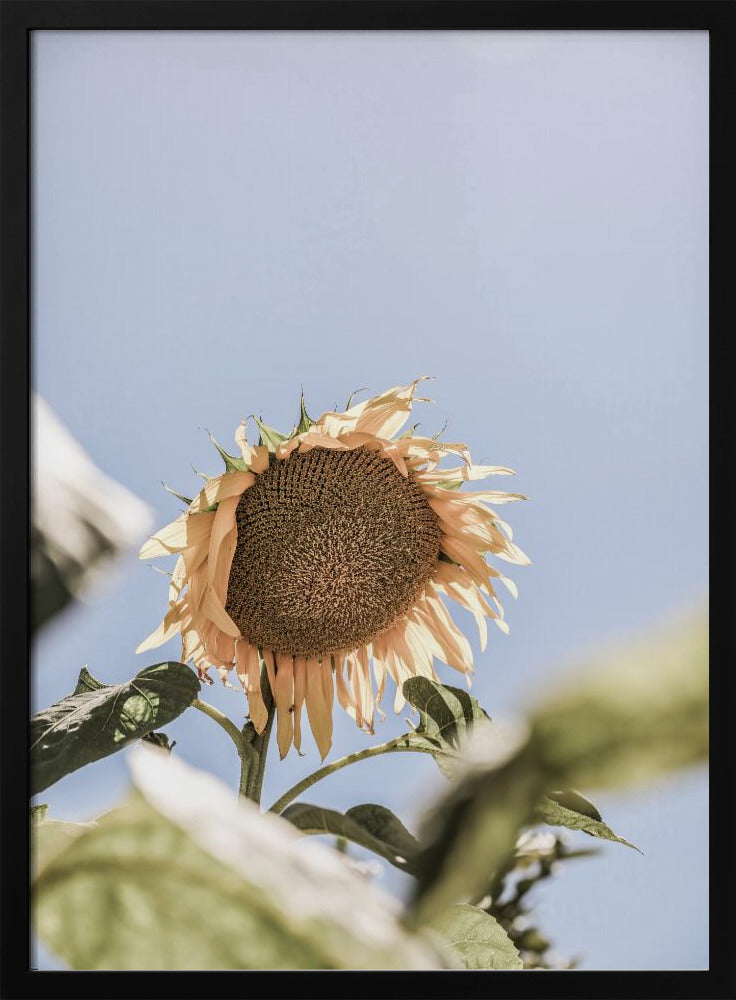 Goldener Blütenhimmel | Poster