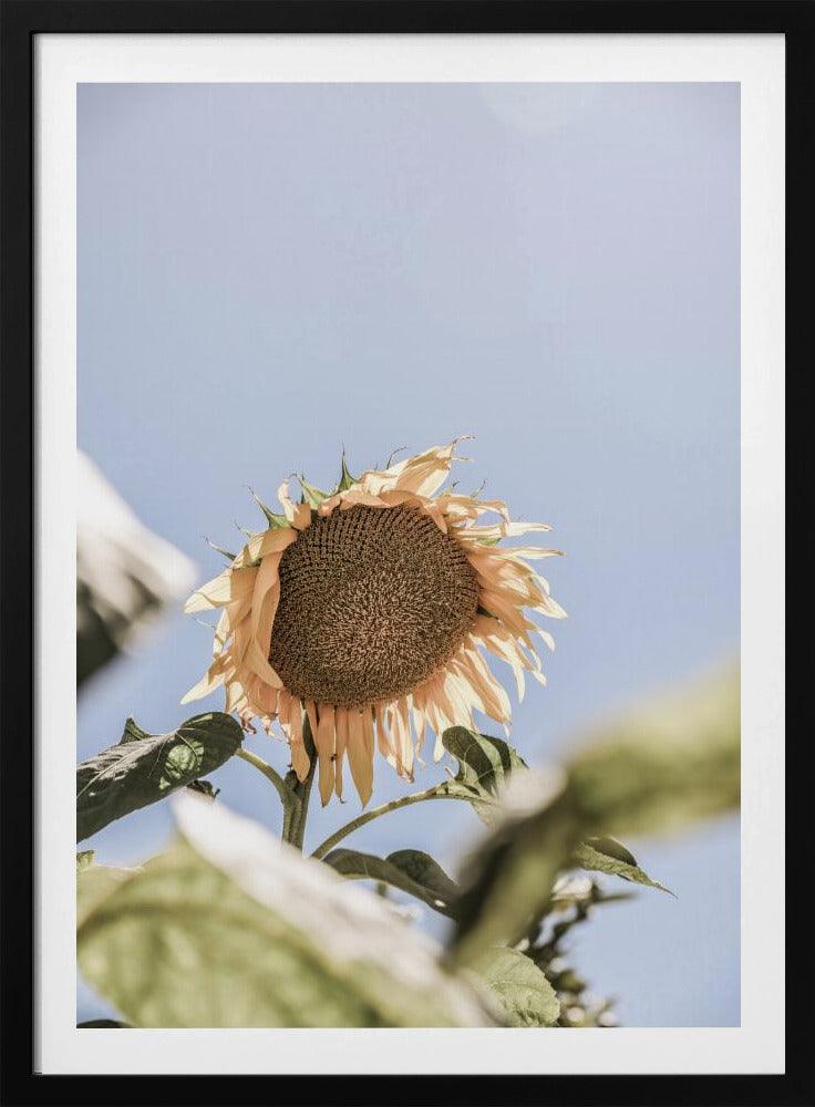 Goldener Blütenhimmel | Poster