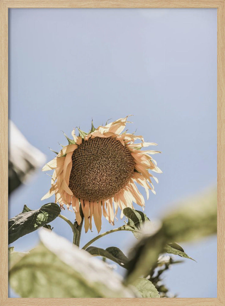 Goldener Blütenhimmel | Poster