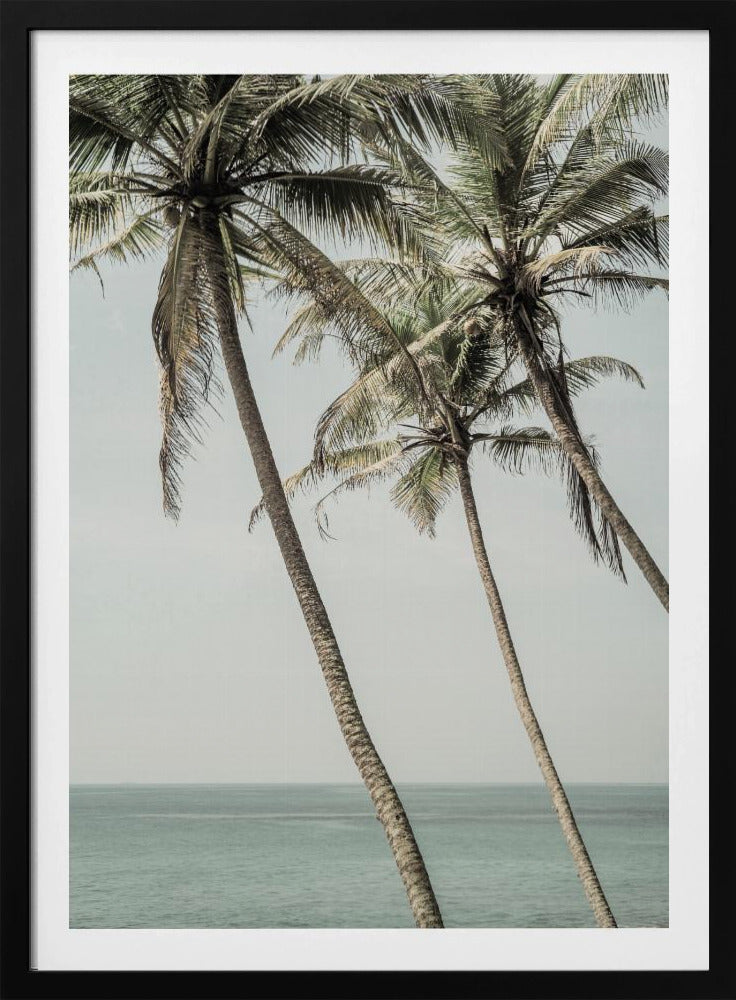 Ozeanbrise Palmen | Poster