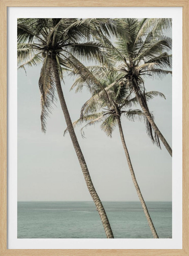 Ozeanbrise Palmen | Poster