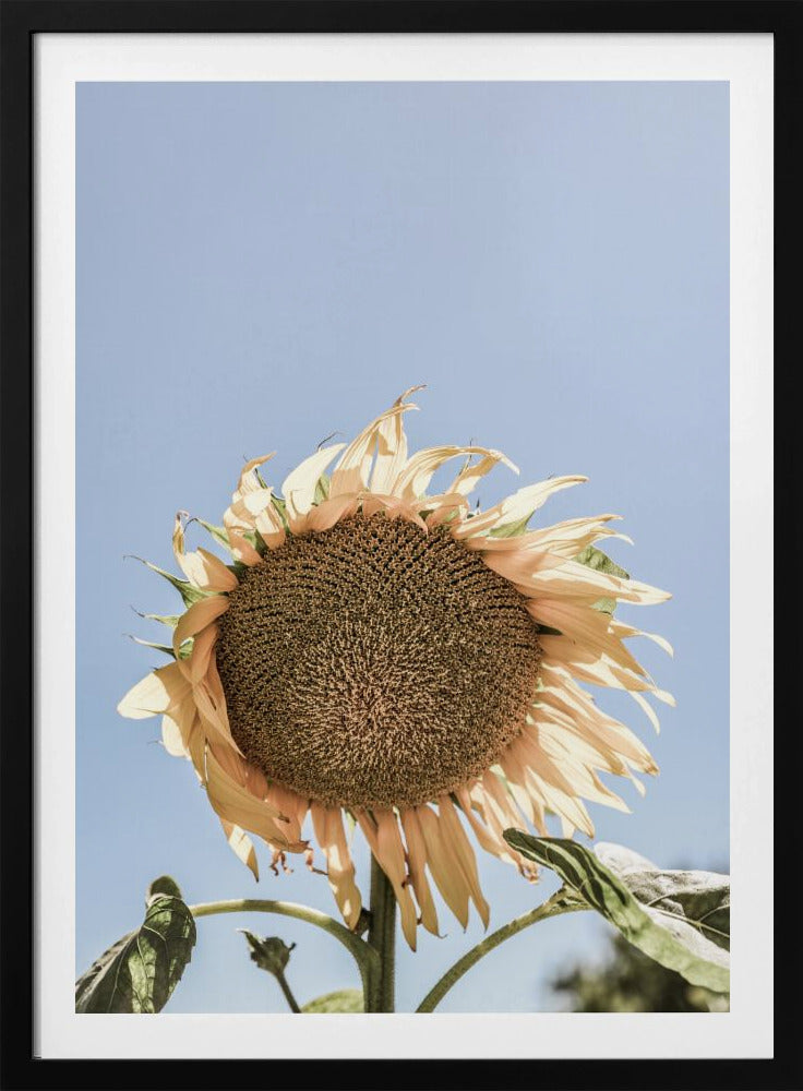 Golden Sunflower Sway | Poster