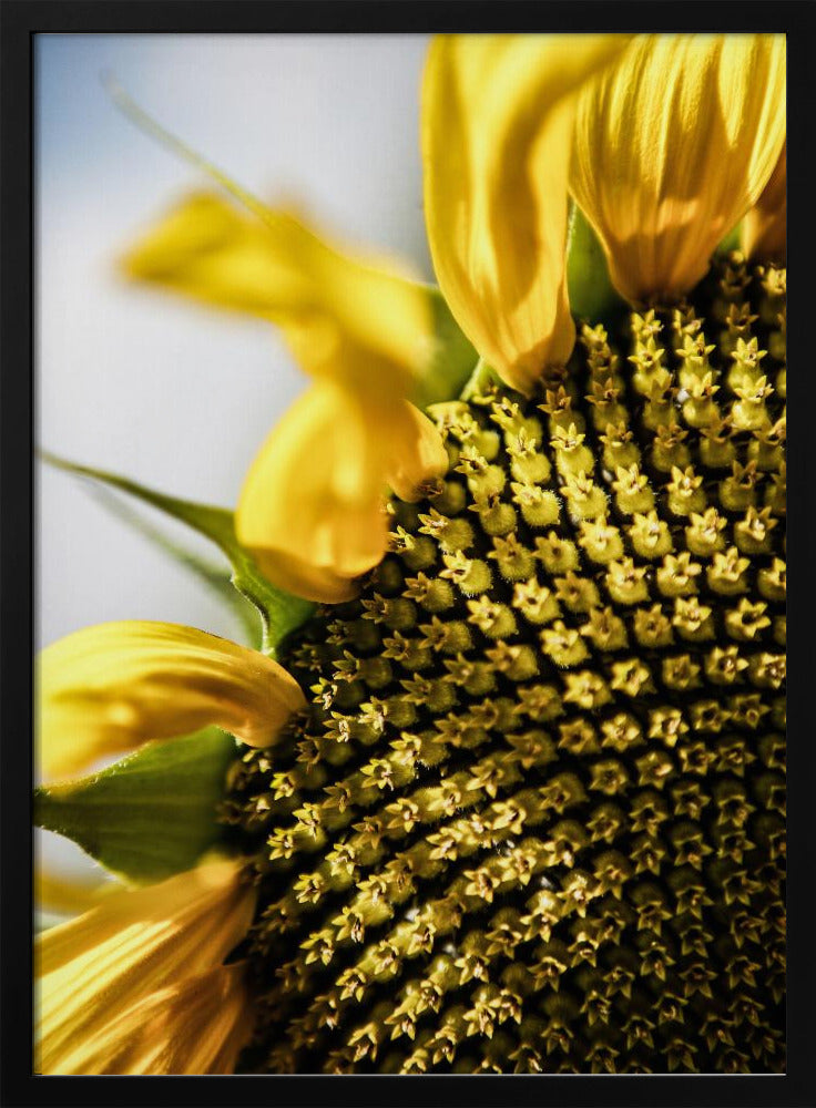 Sunflower Close Up | Poster