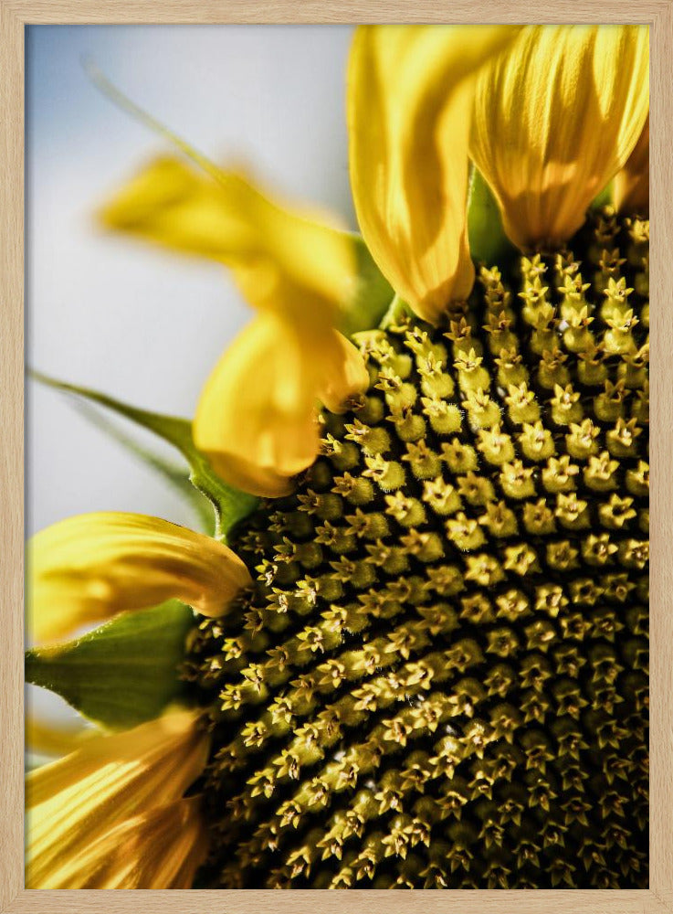 Sunflower Close Up | Poster