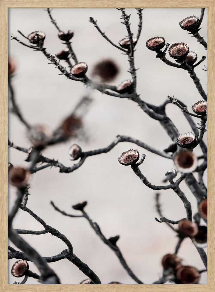 Swartberg Protea | Poster
