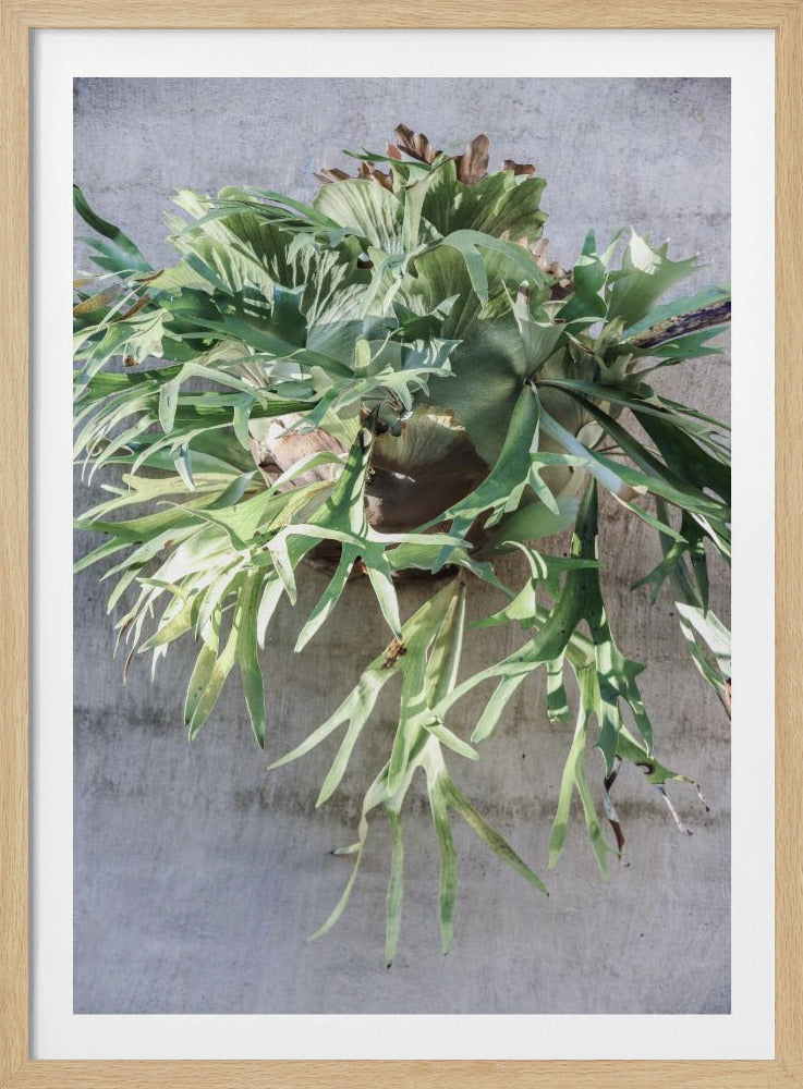 Wall Fern Delight | Poster