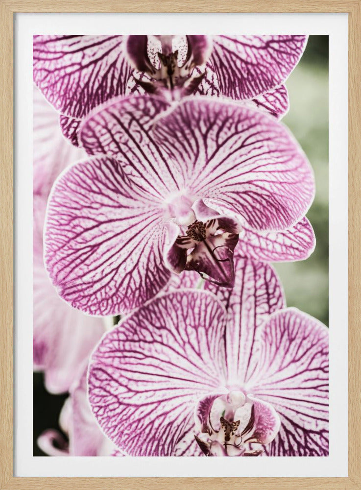 Tiger Blooms | Poster