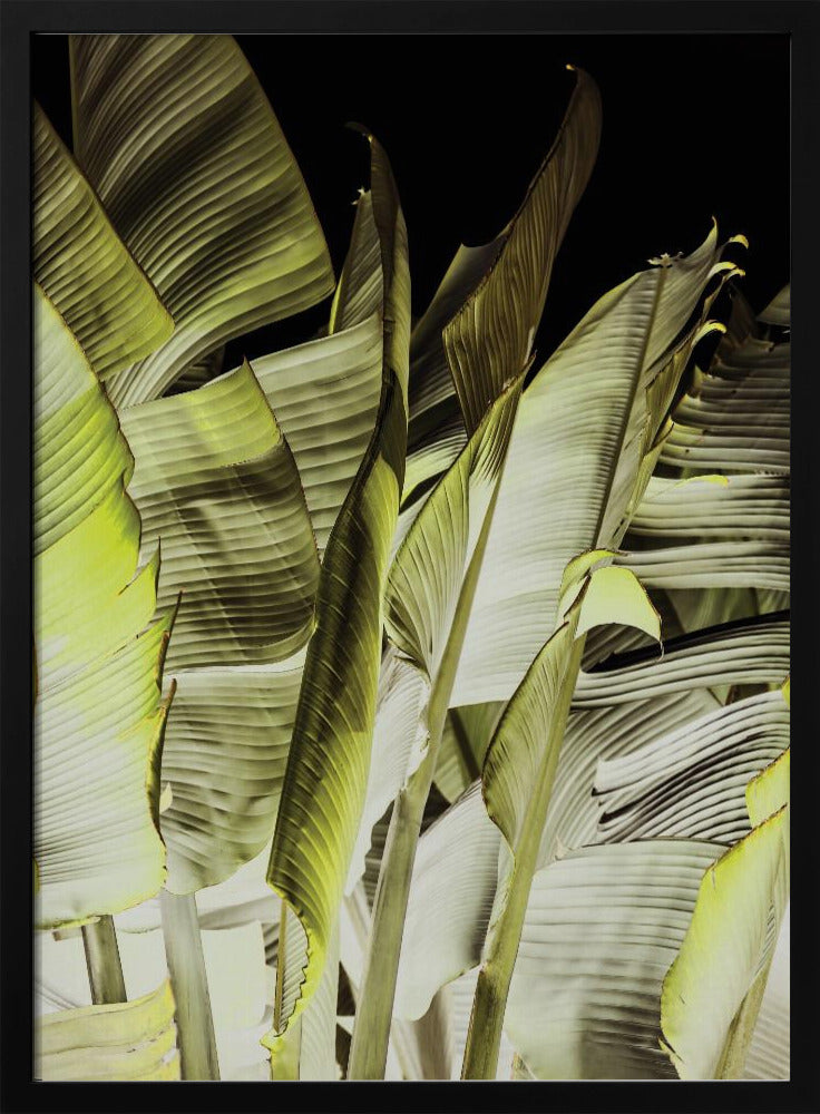 Banana Leaves In Soft Lighting | Poster