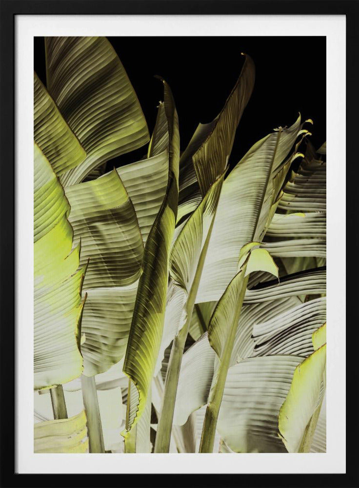 Banana Leaves In Soft Lighting | Poster