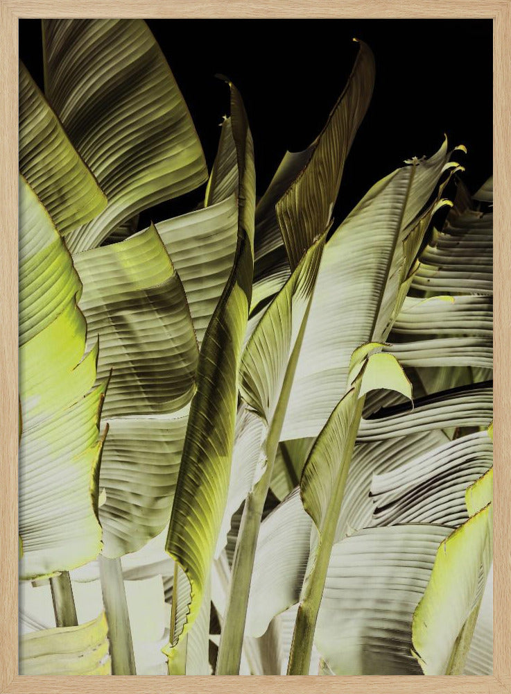 Banana Leaves In Soft Lighting | Poster