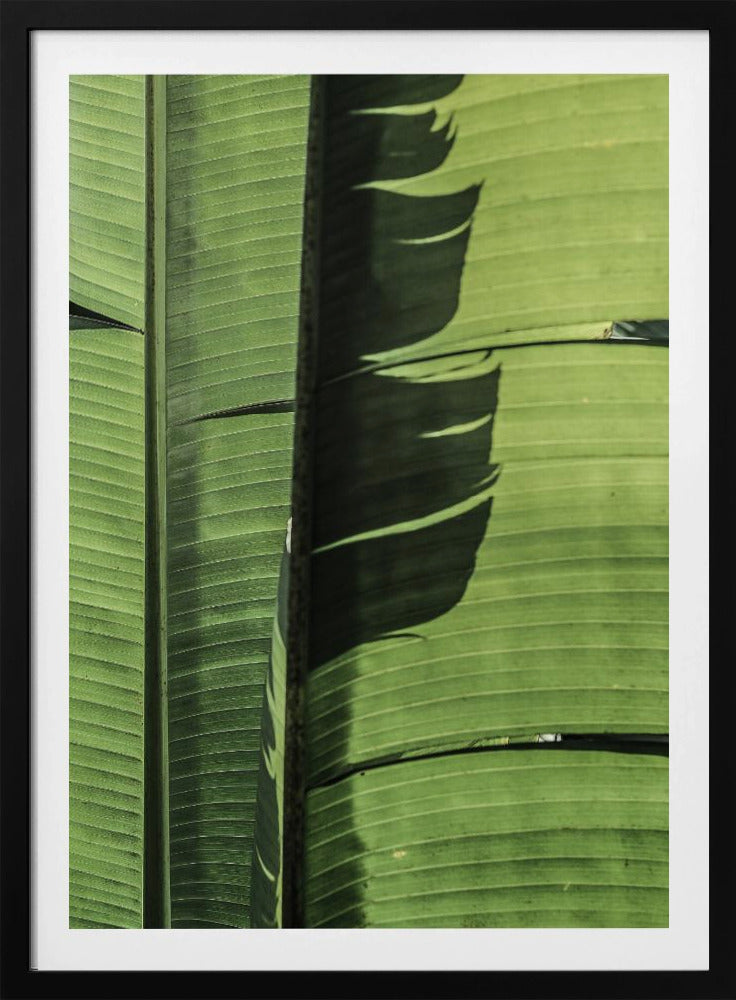 Tropical Banana Leaves | Poster