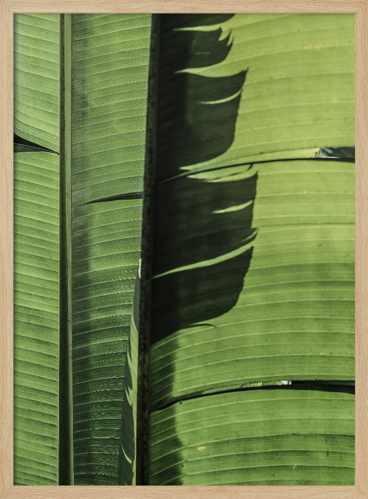 Tropical Banana Leaves | Poster