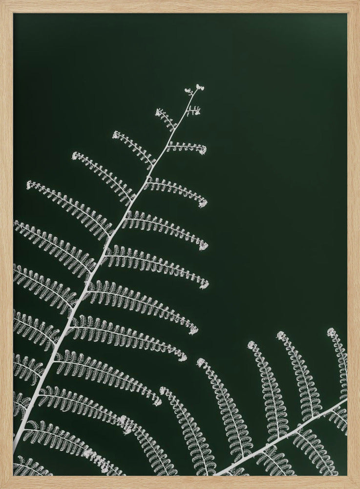 Farns sanfte Kurve | Poster