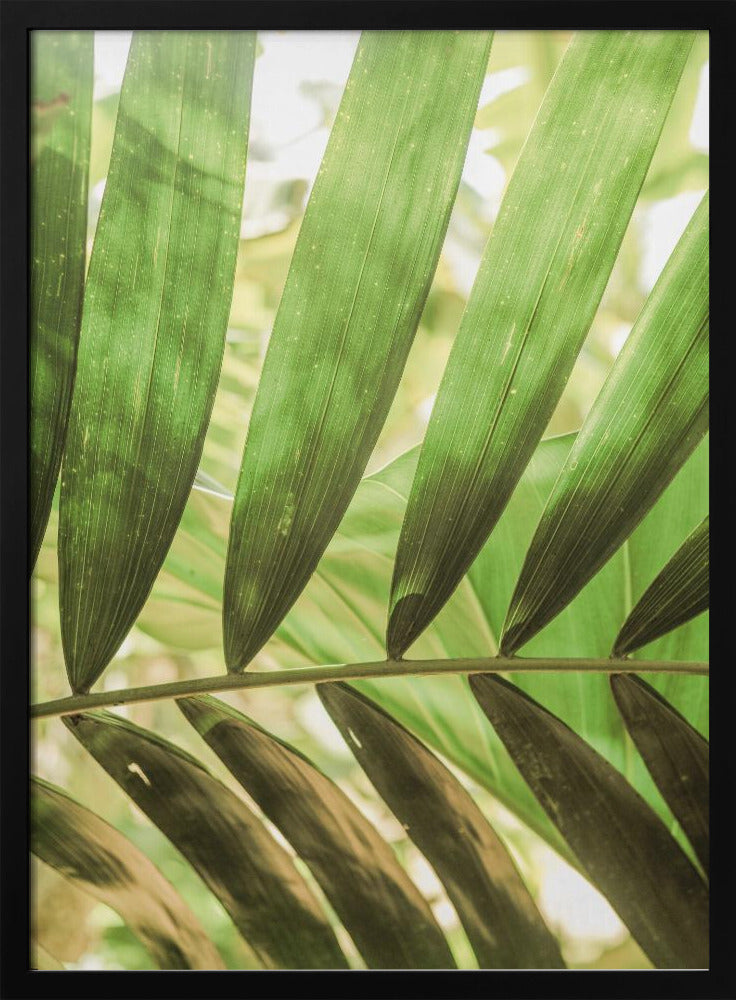 Schönheit der Palmblätter | Poster