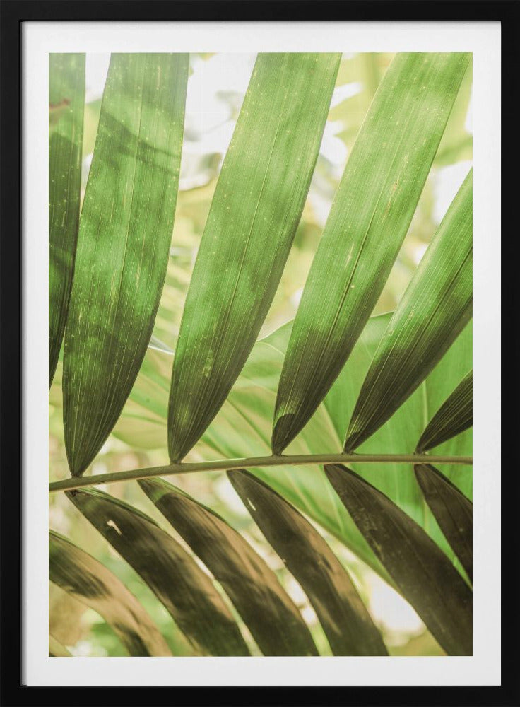 Schönheit der Palmblätter | Poster