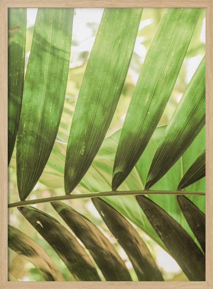 Schönheit der Palmblätter | Poster