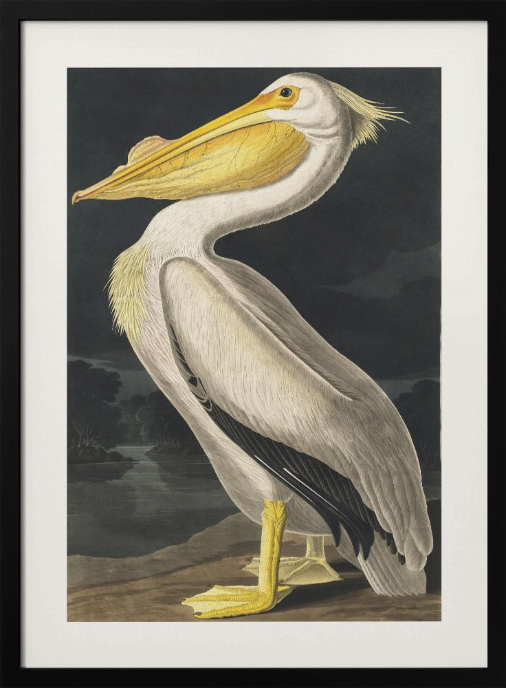 Amerikanischer Weißer Pelikan aus Birds of America (1827) | Poster