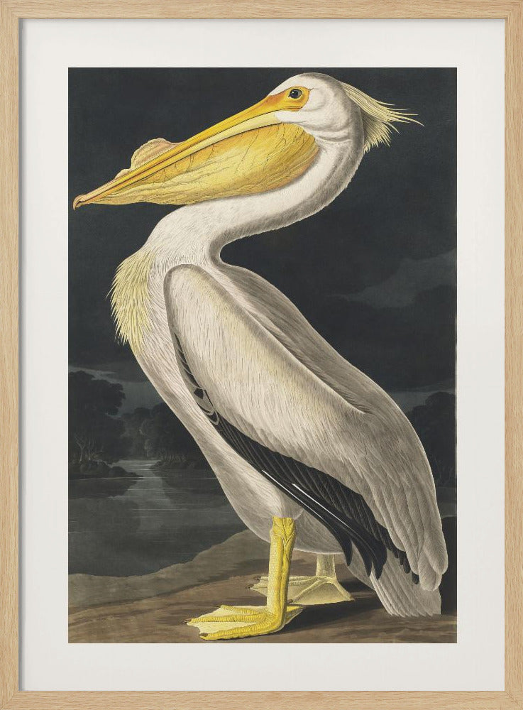 Amerikanischer Weißer Pelikan aus Birds of America (1827) | Poster