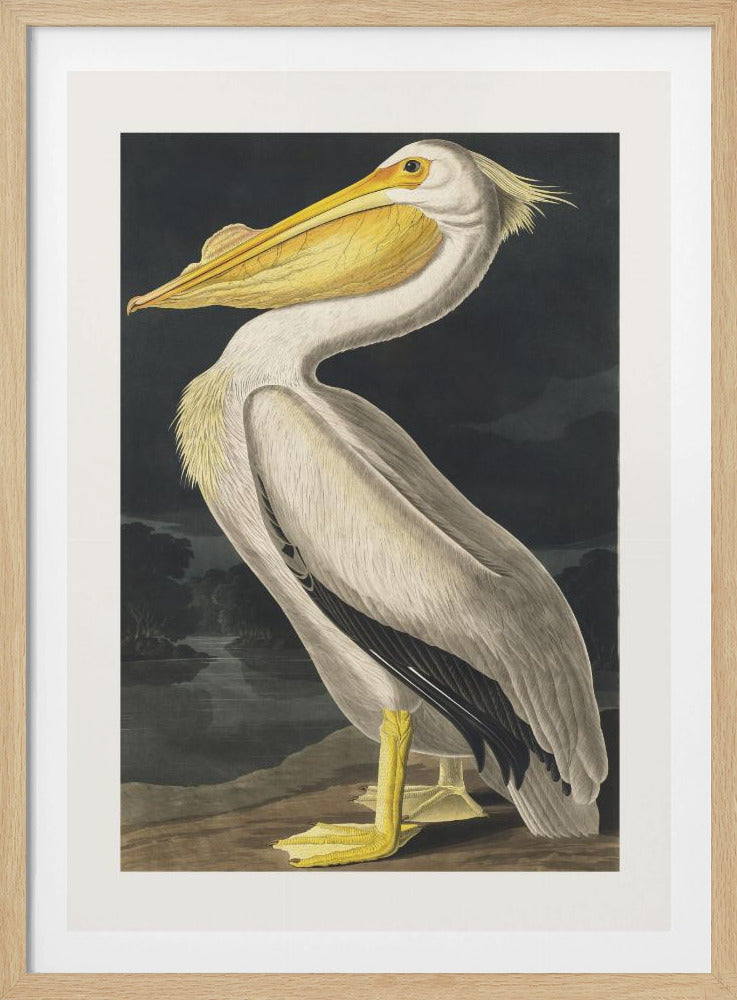 Amerikanischer Weißer Pelikan aus Birds of America (1827) | Poster