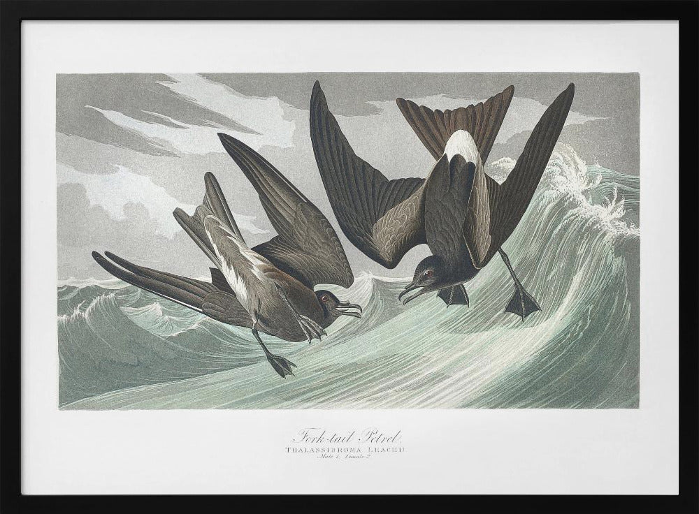 Gabelschwanz-Sturmvogel aus Birds of America (1827) | Poster