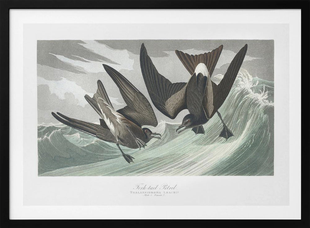 Gabelschwanz-Sturmvogel aus Birds of America (1827) | Poster