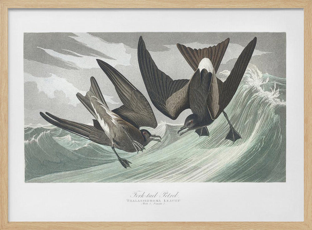 Gabelschwanz-Sturmvogel aus Birds of America (1827) | Poster