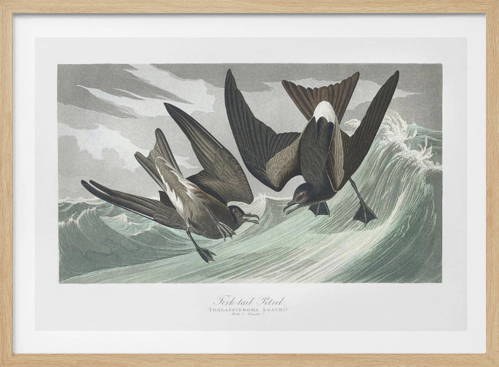 Gabelschwanz-Sturmvogel aus Birds of America (1827) | Poster