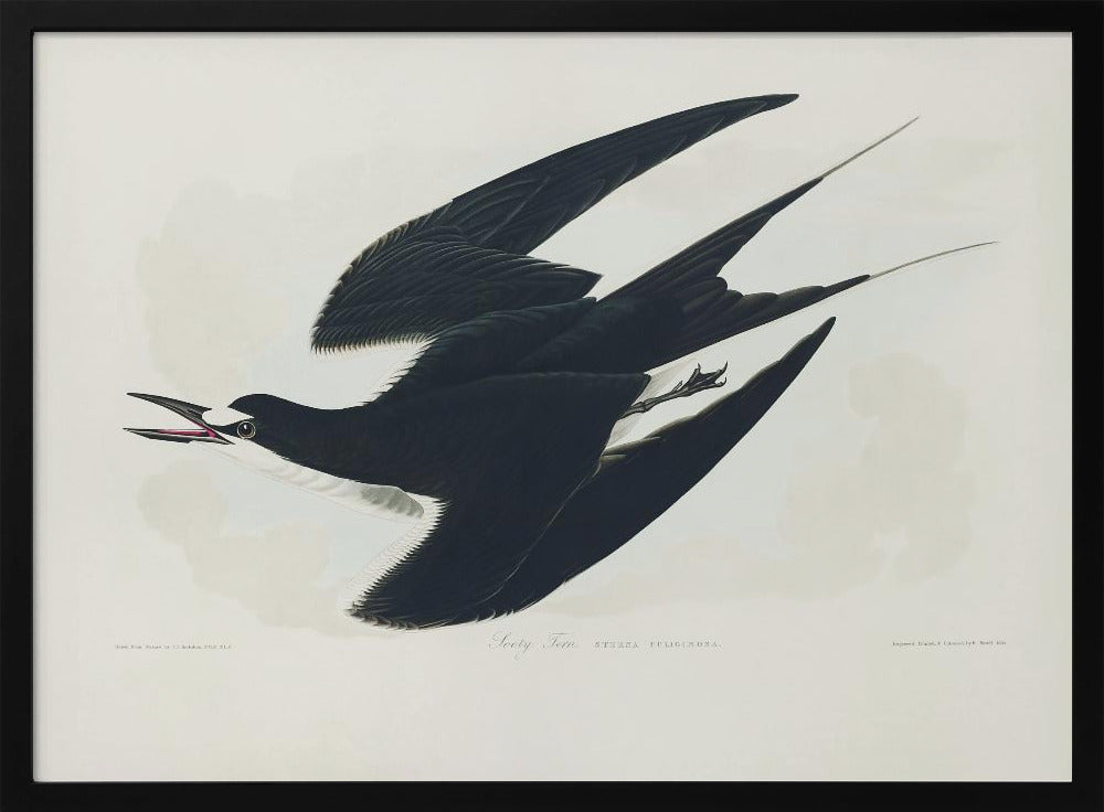 Rußseeschwalbe aus Birds of America (1827) | Poster