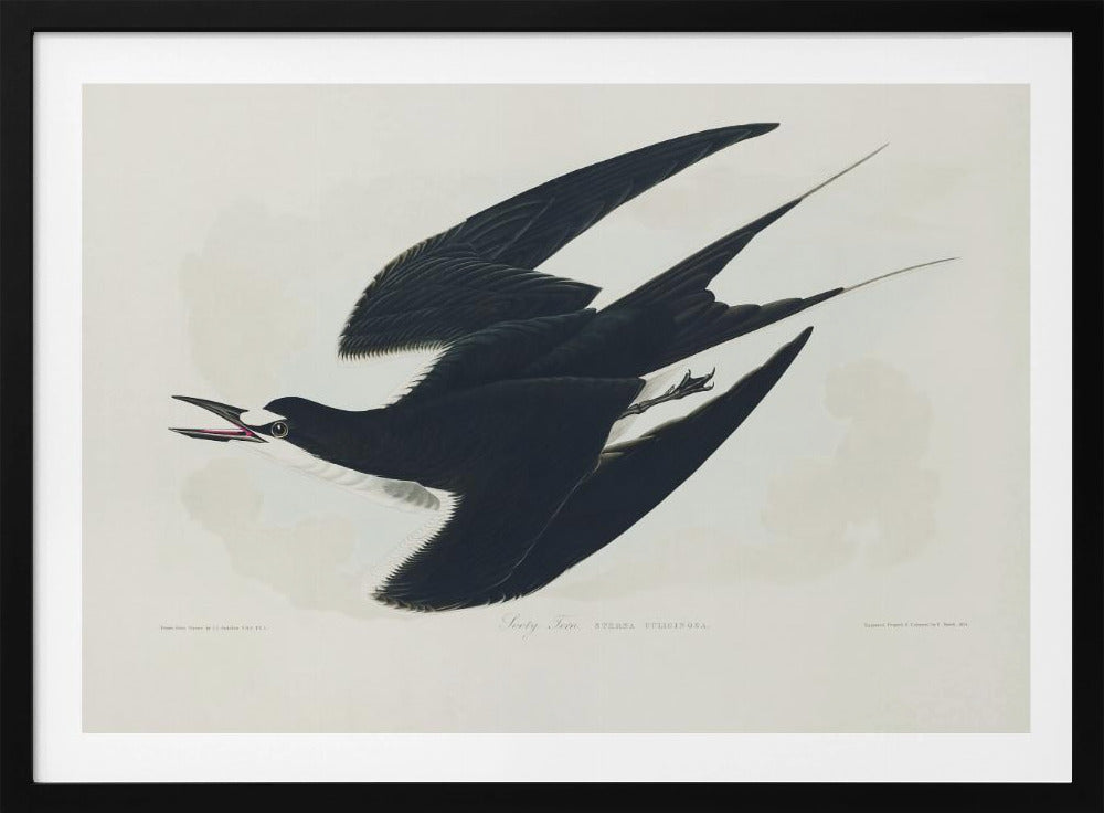 Rußseeschwalbe aus Birds of America (1827) | Poster