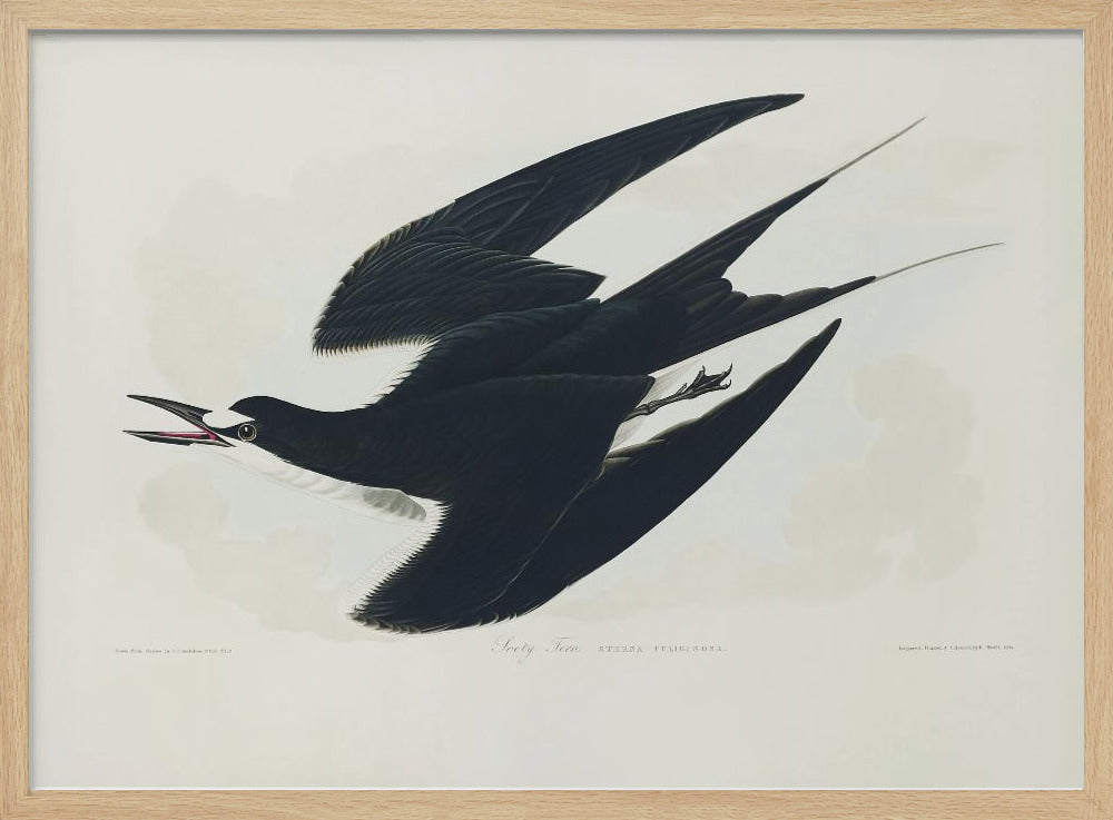 Rußseeschwalbe aus Birds of America (1827) | Poster