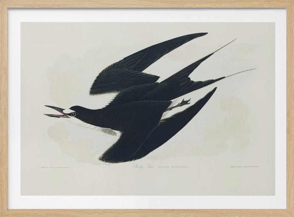 Rußseeschwalbe aus Birds of America (1827) | Poster