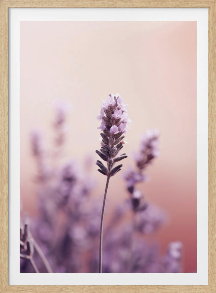 Lavendel-Gelassenheit | Poster