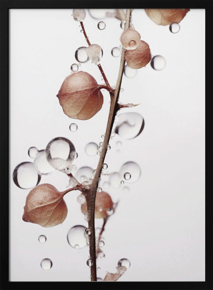 Blasen und Blüten | Poster