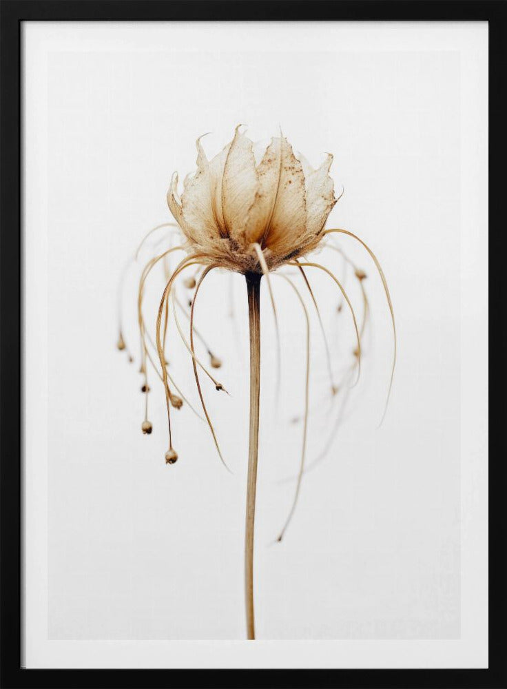 Ätherische Blüte | Poster