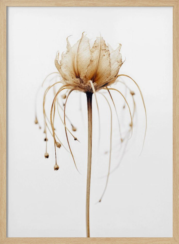 Ätherische Blüte | Poster