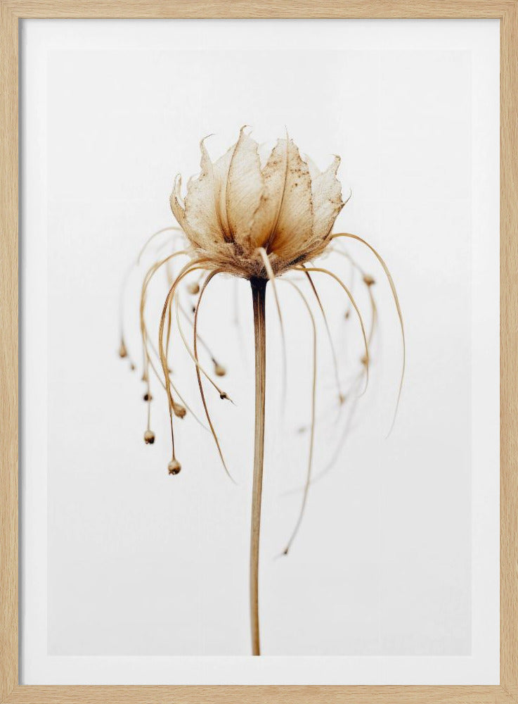 Ätherische Blüte | Poster