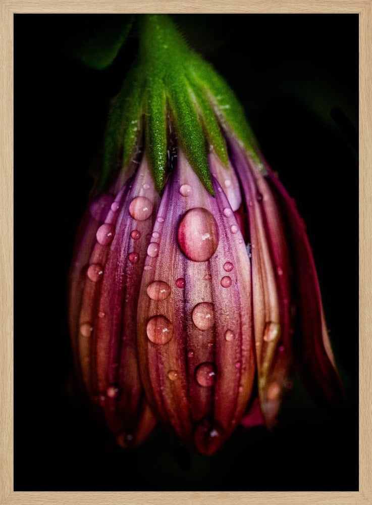 Nach dem Regen | Poster