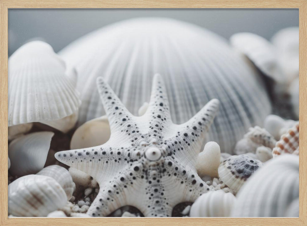 Muschelsymphonie | Poster