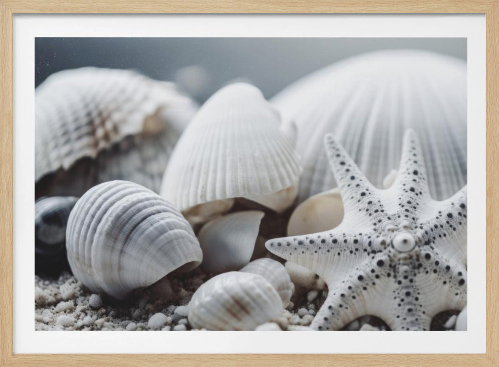 Muschelsymphonie | Poster