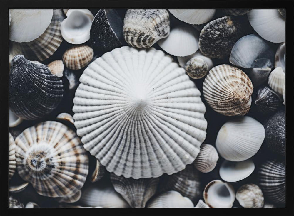 Muschelsymphonie | Poster