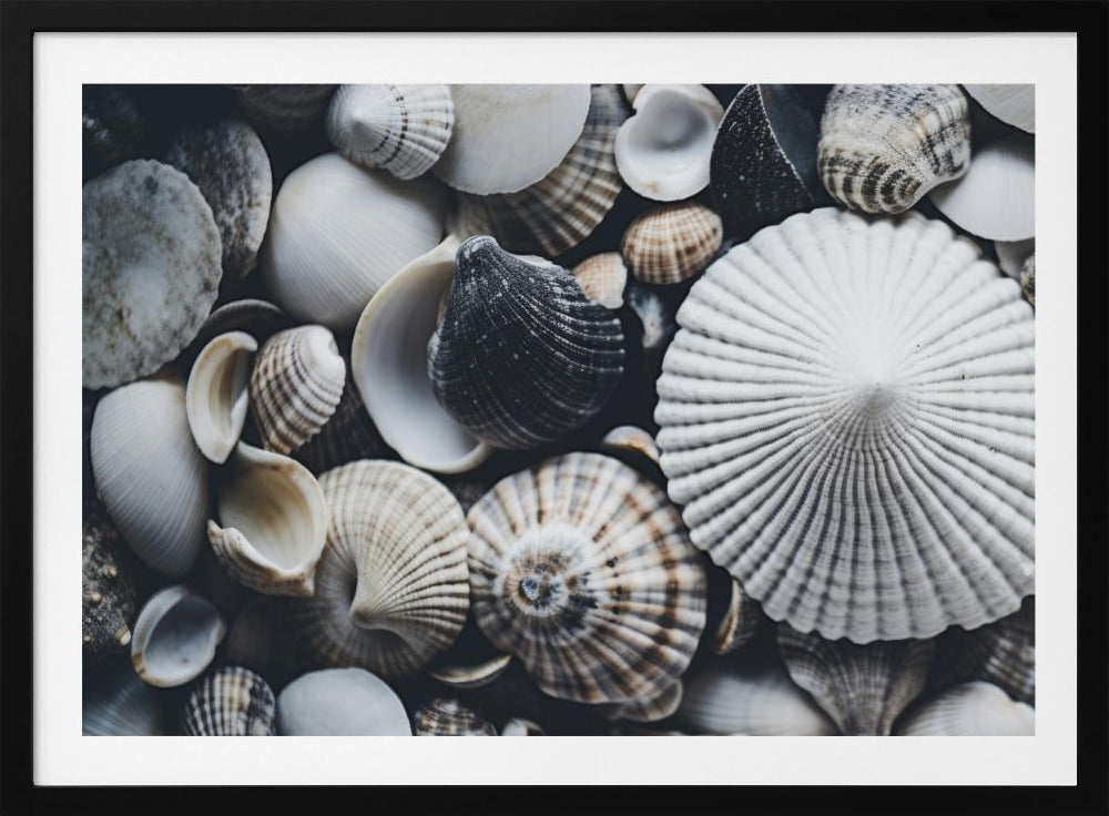 Muschelsymphonie | Poster