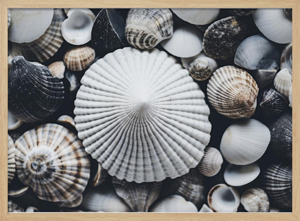 Muschelsymphonie | Poster