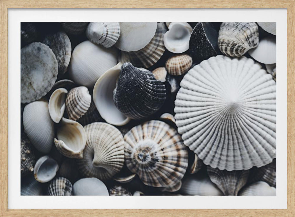 Muschelsymphonie | Poster