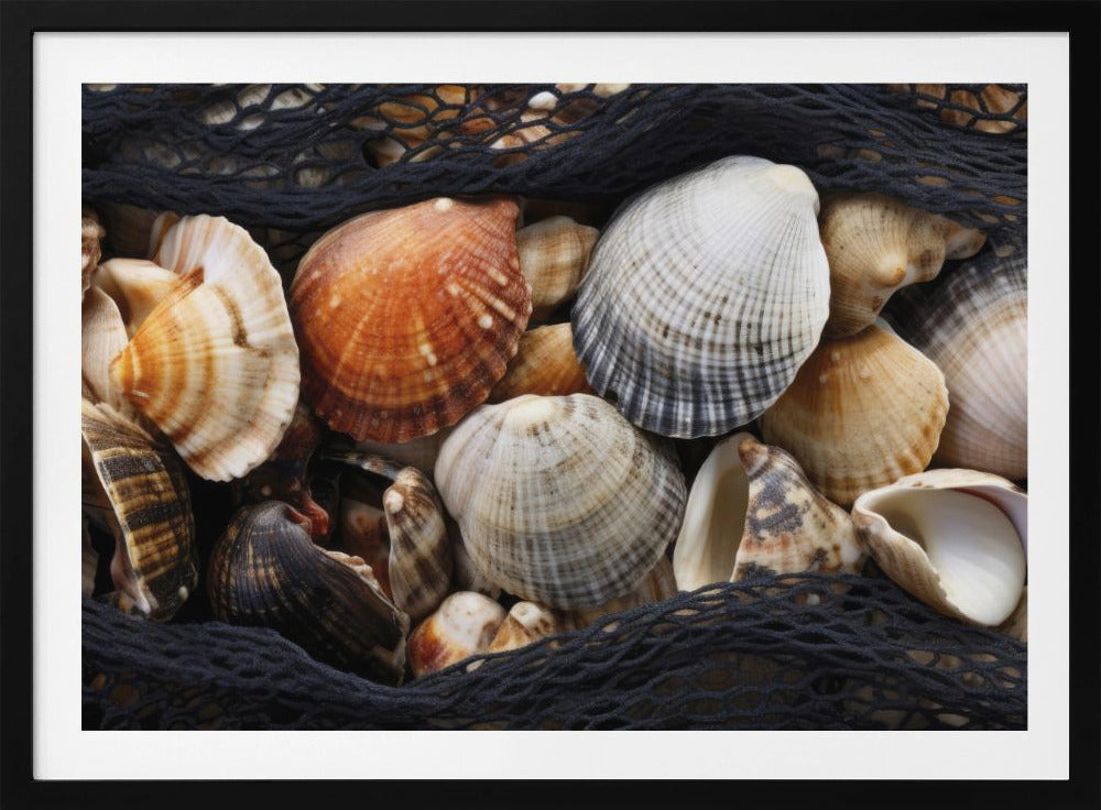 Muschel-Wandteppich | Poster