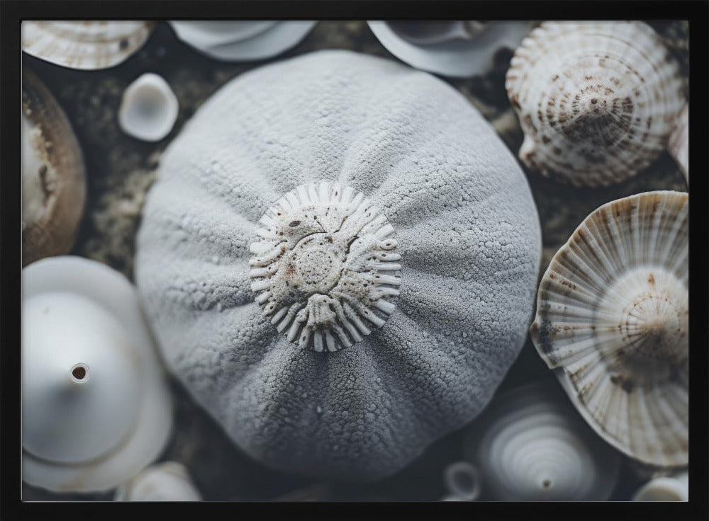 Seashell Symphony | Poster