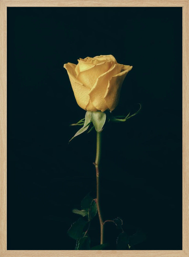 gelbe Rose | Poster