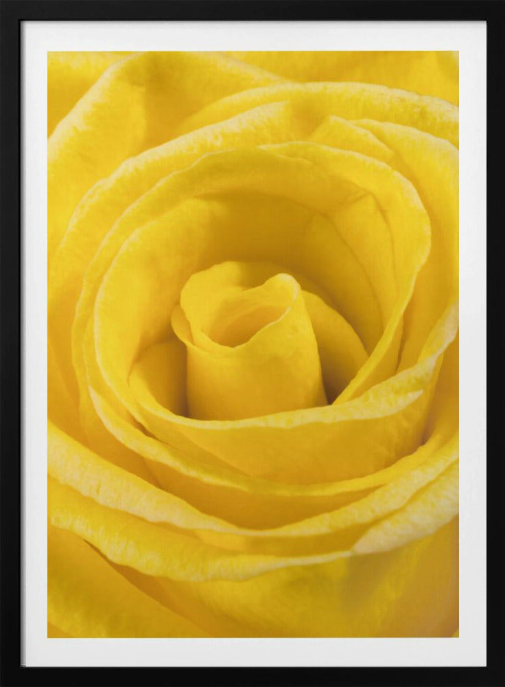 gelbe Rose | Poster