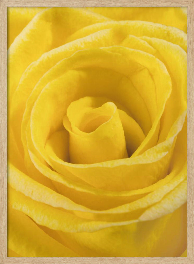gelbe Rose | Poster