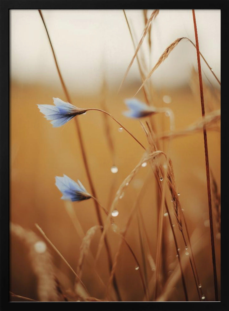 Blaue Blüten im Morgengrauen | Poster